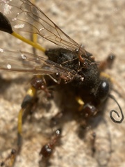 Pheidole indica