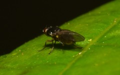 Conioscinella