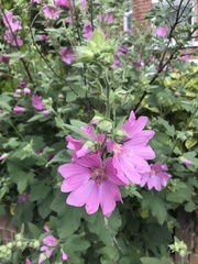 Malva × clementii