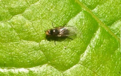 Conioscinella