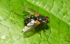 Thelaira nigripes