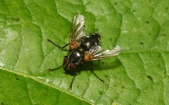 Thelaira nigripes
