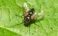 Thelaira nigripes