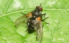Thelaira nigripes