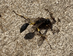 Pheidole indica