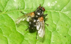 Thelaira nigripes