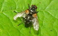 Thelaira nigripes