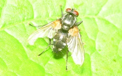 Thelaira nigripes