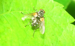 Thelaira nigripes
