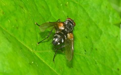 Thelaira nigripes