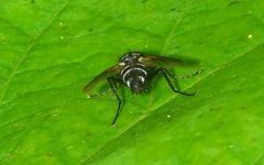 Thelaira nigripes