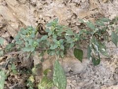 Parietaria judaica