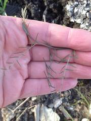 Vicia tenuifolia