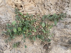 Parietaria judaica