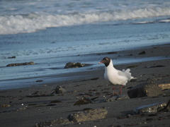 Chroicocephalus maculipennis