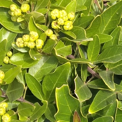 Image of Maerua nervosa by (c) Rosemary Harrison, some rights reserved (CC BY-SA)