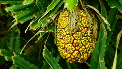 Pandanus odorifer