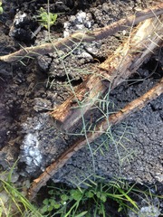 Vicia tenuifolia