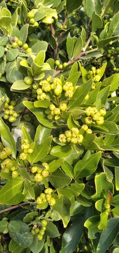 Image of Maerua nervosa by (c) Rosemary Harrison, some rights reserved (CC BY-SA)