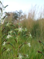 Habenaria humilior