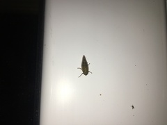 Omalophora pectoralis