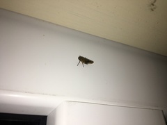 Omalophora pectoralis