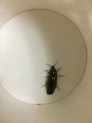 Campsosternus auratus