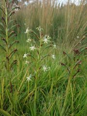 Habenaria humilior