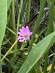 Sabatia dodecandra foliosa