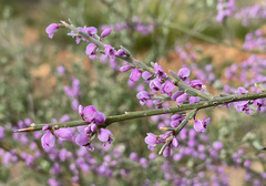 Muraltia scoparia
