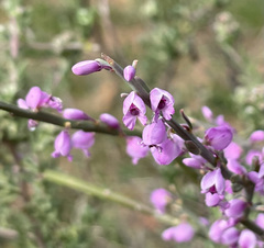 Muraltia scoparia