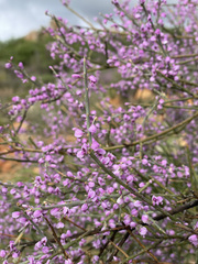 Muraltia scoparia