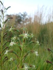 Habenaria humilior