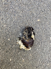 Polyphaga aegyptiaca