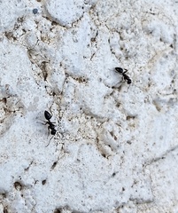 Formicinae