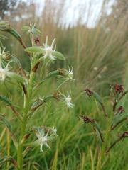 Habenaria humilior