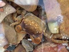 Cyclograpsus granulosus