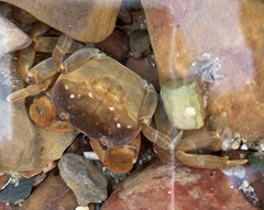 Cyclograpsus granulosus
