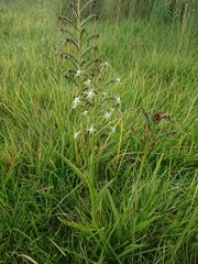 Habenaria humilior