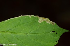 Liriomyza limopsis
