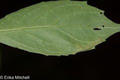 Liriomyza limopsis