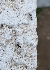Formicinae