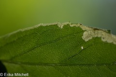 Liriomyza limopsis