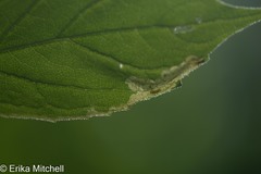 Liriomyza limopsis