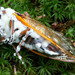 Cordyceps bassiana - Photo (c) tombigelow, some rights reserved (CC BY-NC), uploaded by tombigelow