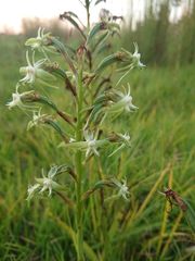 Habenaria humilior
