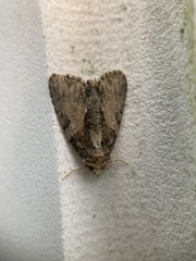 Chytonix palliatricula