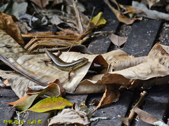 Sphenomorphus indicus