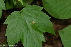 Acericecis ocellaris