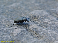 Plesiophthalmus formosanus